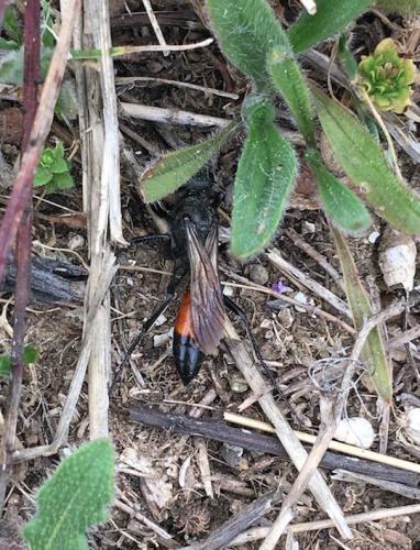 Podalonia sp.